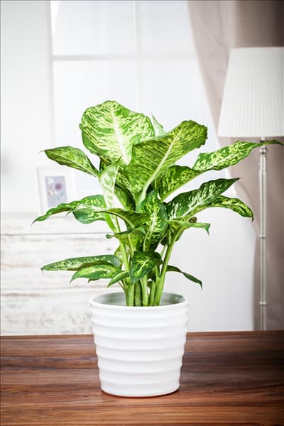 Dieffenbachia maculata