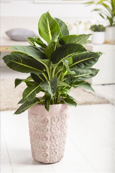 Dieffenbachia maculata