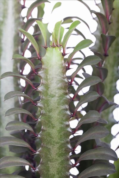 Euphorbia trigona