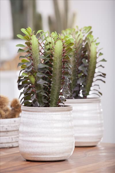 Euphorbia trigona