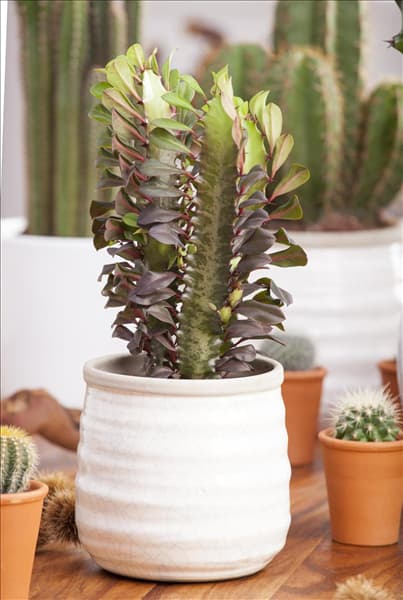 Euphorbia trigona