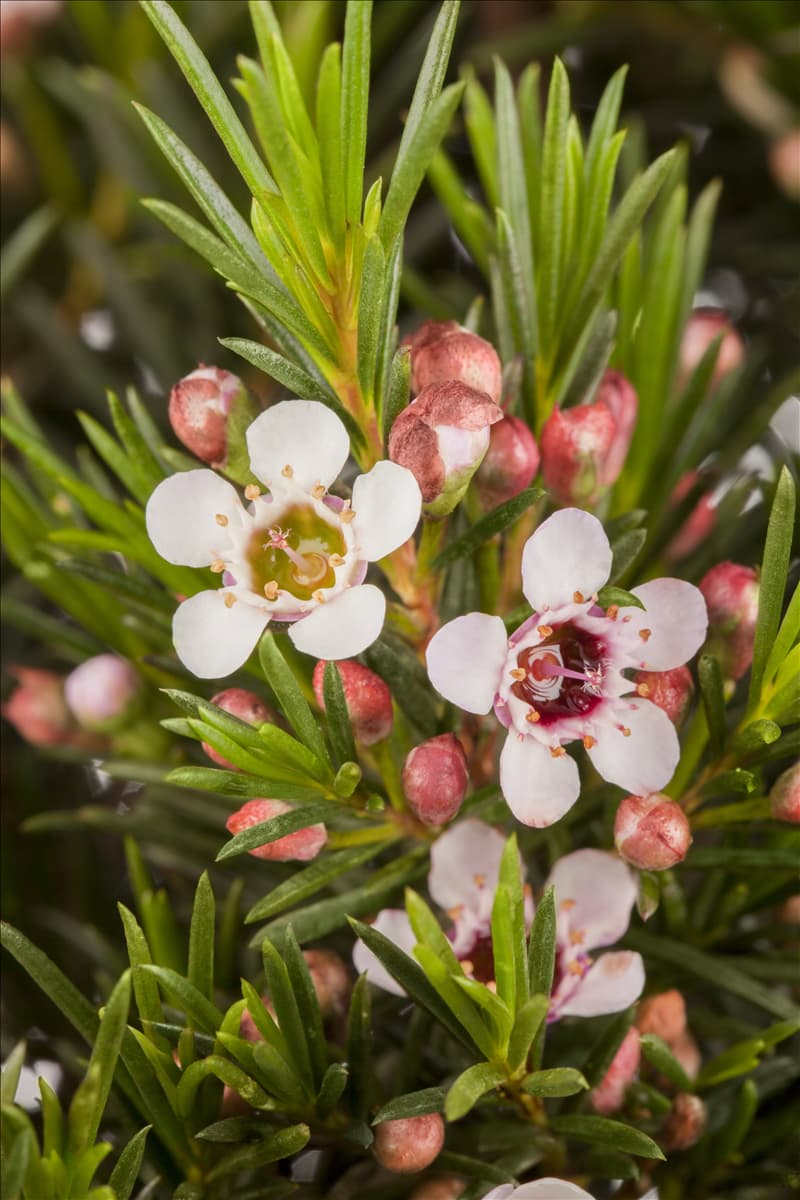 Chamelaucium uncinatum