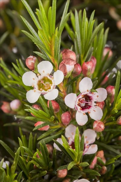Chamelaucium uncinatum