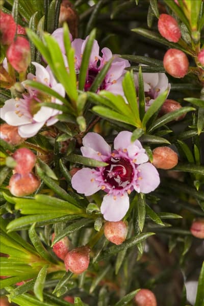 Chamelaucium uncinatum