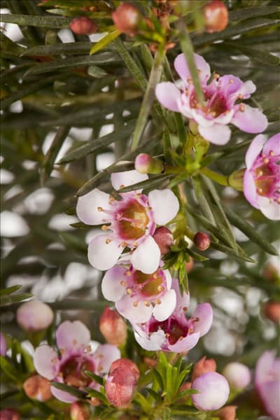 Chamelaucium uncinatum