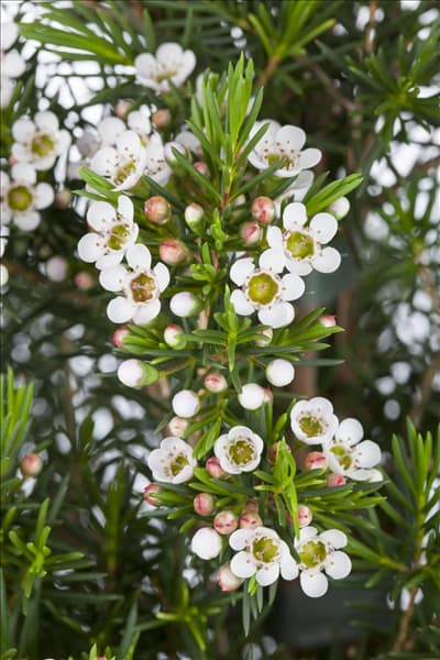 Chamelaucium uncinatum 'Snowflake'