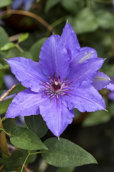 Clematis 'Parisienne'
