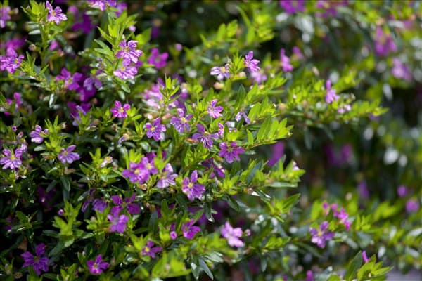 Cuphea hyssopifolia