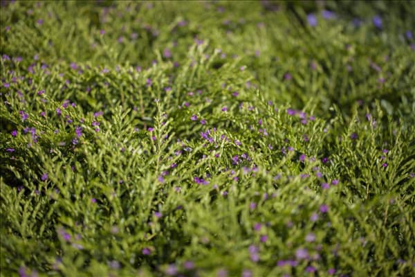 Cuphea hyssopifolia