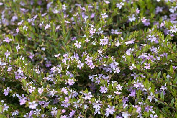 Cuphea hyssopifolia