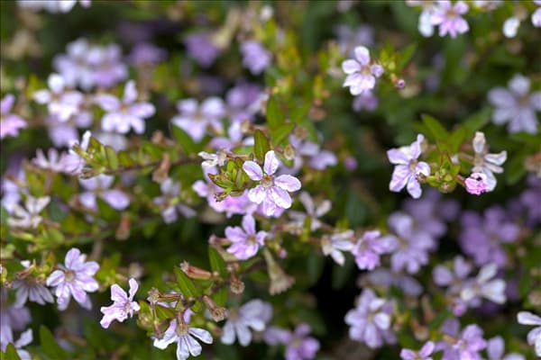 Cuphea hyssopifolia