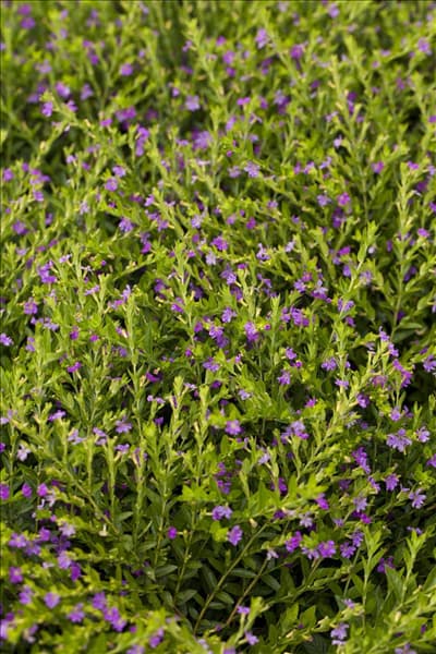 Cuphea hyssopifolia