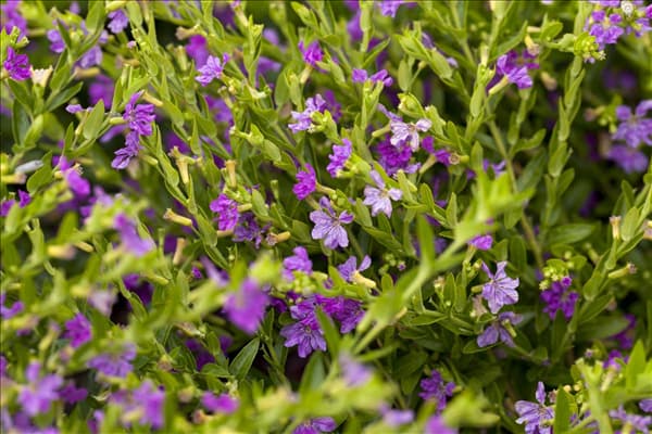 Cuphea hyssopifolia