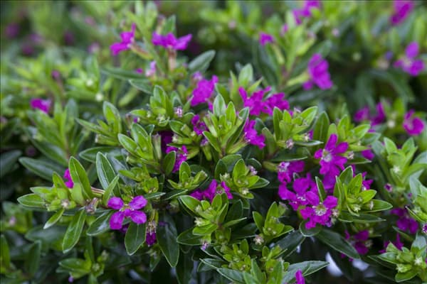 Cuphea hyssopifolia