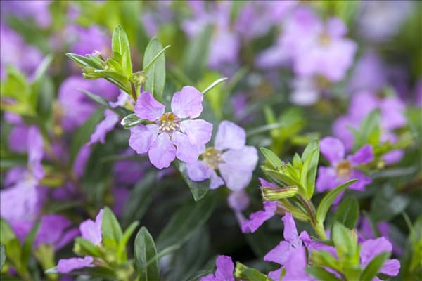 Cuphea hyssopifolia