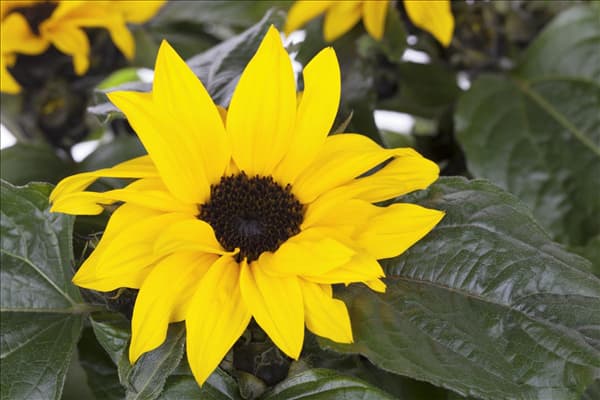 Helianthus annuus 'Sunsation'®