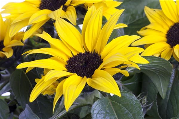 Helianthus annuus 'Sunsation'®