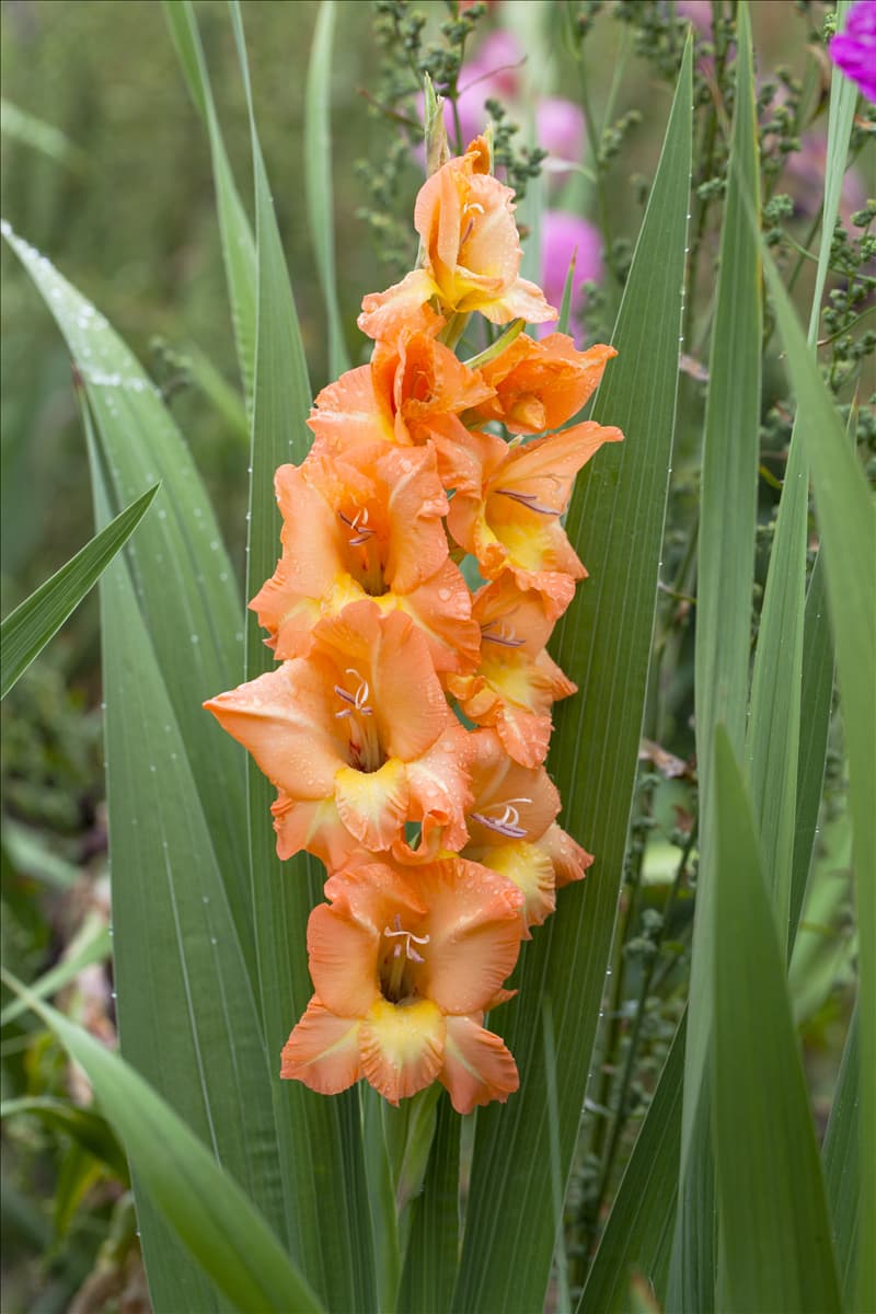 Gladiolus, orange-gelb