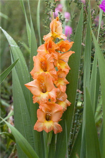 Gladiolus, orange-gelb