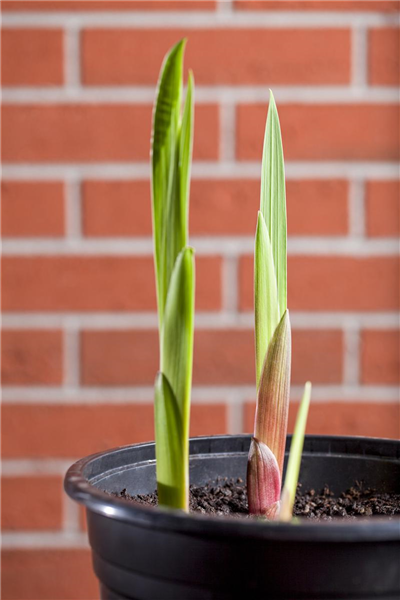 Gladiolus