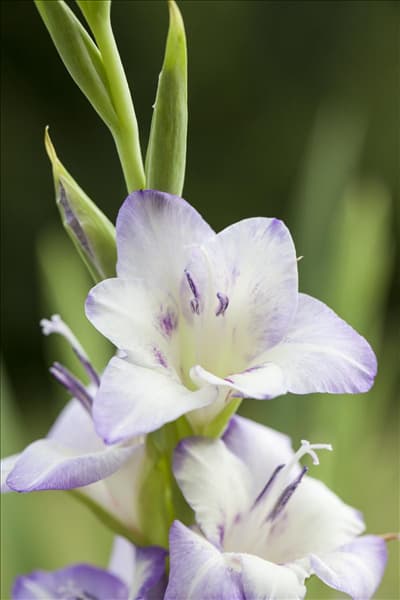 Gladiolus 'Glamini'®