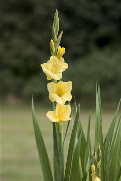 Gladiolus 'Glamini'®