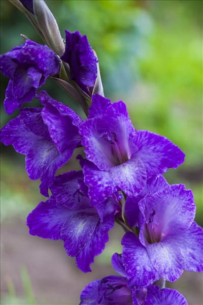 Gladiolus, blau