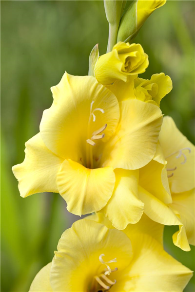 Gladiolus, gelb