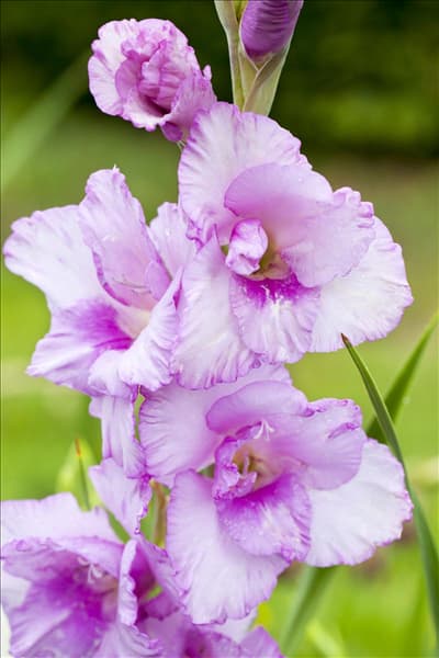 Gladiolus, lila-weiß