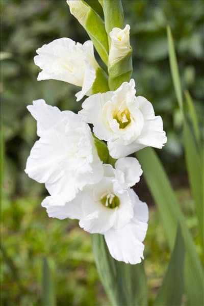 Gladiolus, weiß
