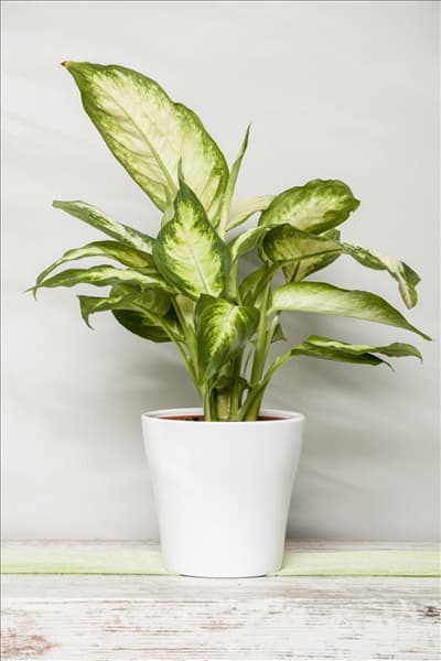 Dieffenbachia maculata 'Camilla'