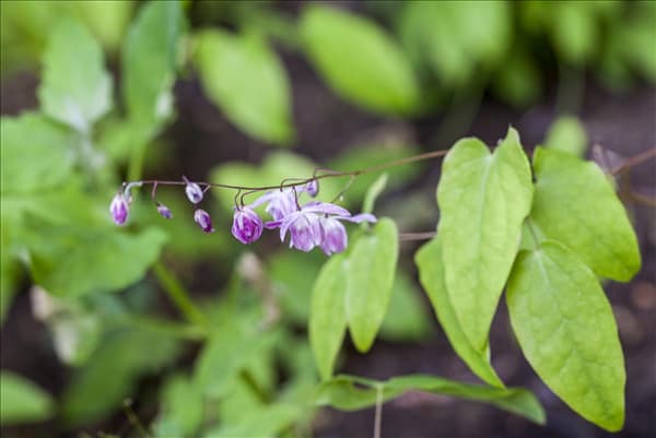 Epimedium