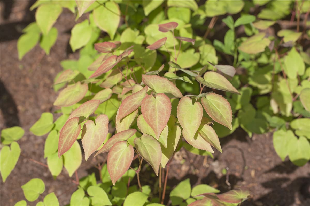 Epimedium grandiflorum