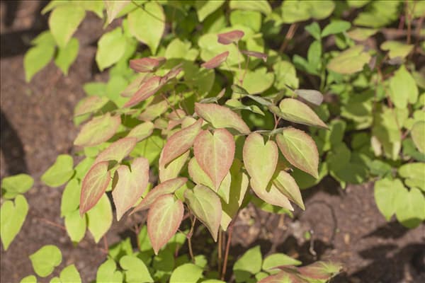 Epimedium grandiflorum