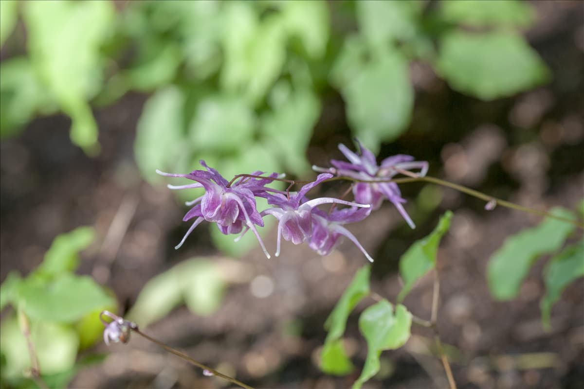 Epimedium grandiflorum 'Lilafee'