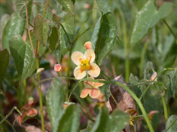 Epimedium