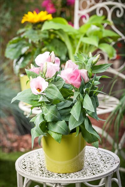 Eustoma grandiflorum