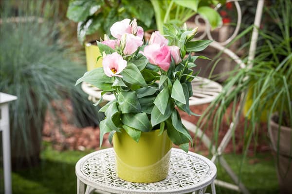 Eustoma grandiflorum