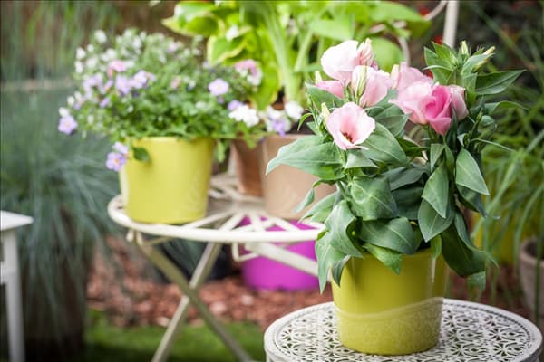 Eustoma grandiflorum