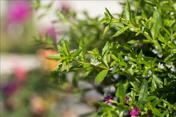 Cuphea hyssopifolia 'Twins'