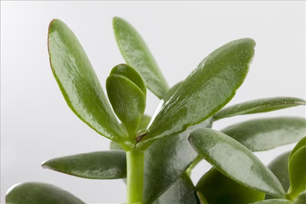 Crassula