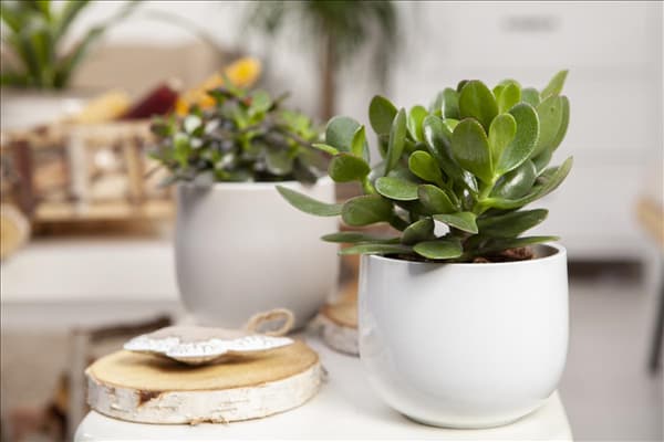 Crassula ovata 'Magical Tree'