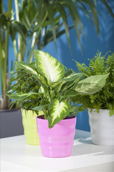 Dieffenbachia seguine