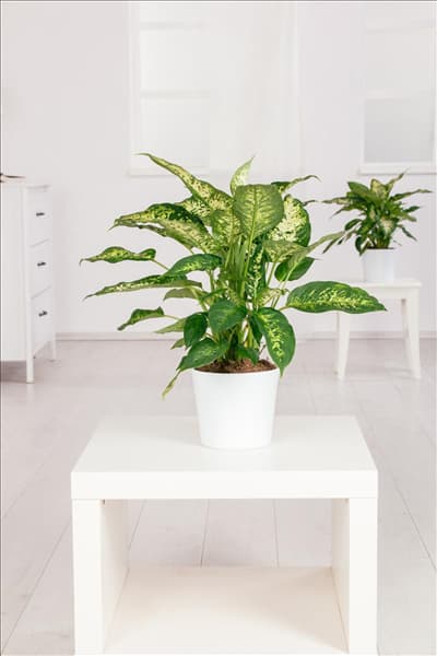 Dieffenbachia seguine