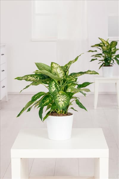 Dieffenbachia seguine