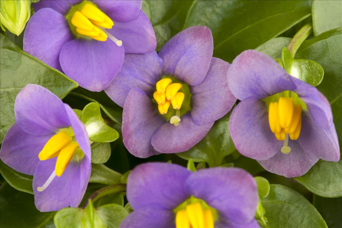 Exacum affine