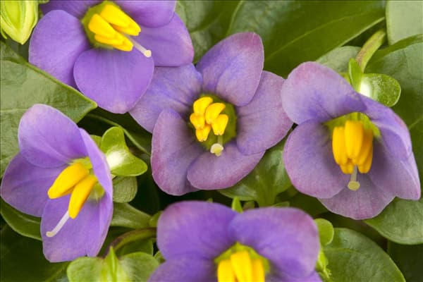 Exacum affine