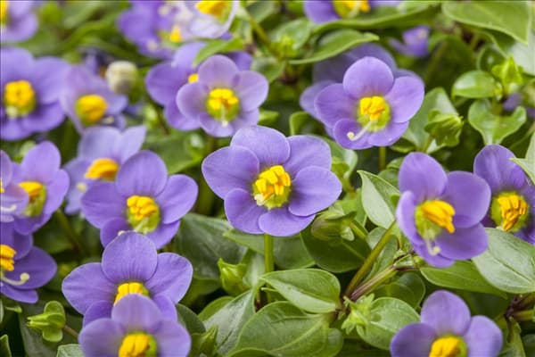 Exacum affine