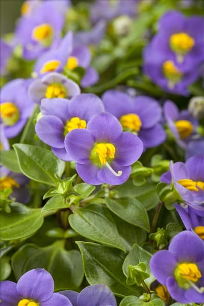 Exacum affine