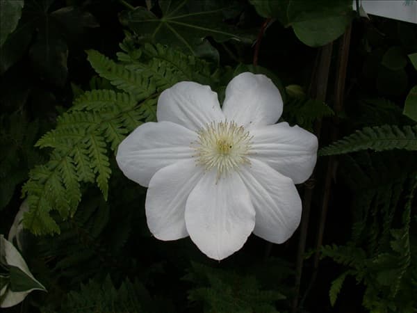 Clematis 'Madame Le Coultre'